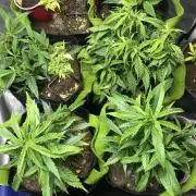 Elufah UAP photo 3rd place LED recipient