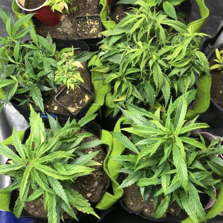 Elufah UAP photo 3rd place LED recipient