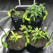 Elufah UAP photo 3rd place LED recipient