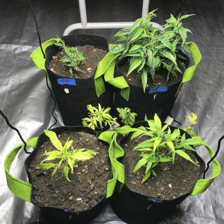 Elufah UAP photo 3rd place LED recipient