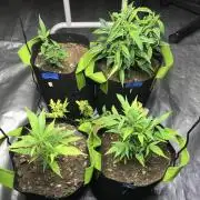 Elufah UAP photo 3rd place LED recipient