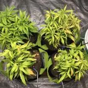 Elufah UAP photo 3rd place LED recipient