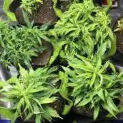 Elufah UAP photo 3rd place LED recipient