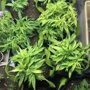 Elufah UAP photo 3rd place LED recipient