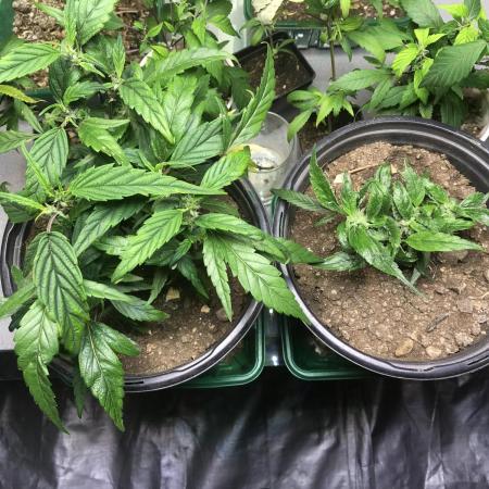 Elufah UAP photo 3rd place LED recipient