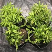 Elufah UAP photo 3rd place LED recipient