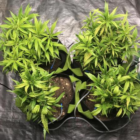 Elufah UAP photo 3rd place LED recipient