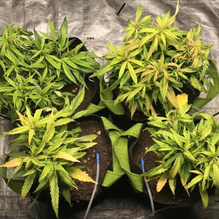 Elufah UAP photo 3rd place LED recipient