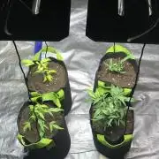 Elufah UAP photo 3rd place LED recipient