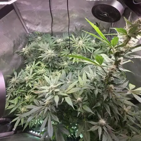 Wham Boom, Epic Buzz & Lemon Haze