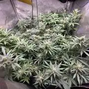 Dankberry, Frozen Black Cherry, Blue Che