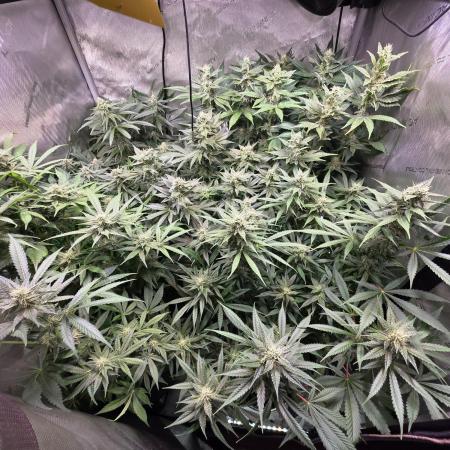 Dankberry, Frozen Black Cherry, Blue Che
