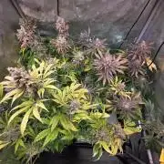 Chaos Grow die zweite