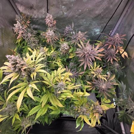 Chaos Grow die zweite