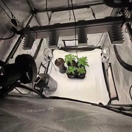 Chaos Grow die zweite