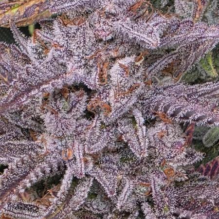 Chaos Grow die zweite