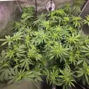 Dankberry, Frozen Black Cherry, Blue Che
