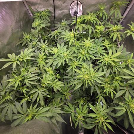 Dankberry, Frozen Black Cherry, Blue Che