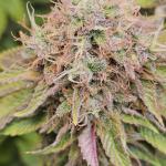 Blackberry Moonrocks, Panama Red