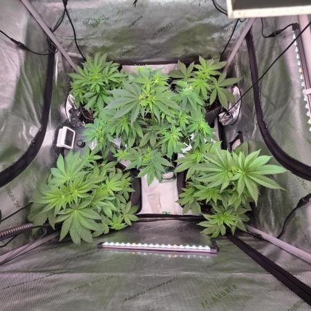 Chaos Grow die zweite