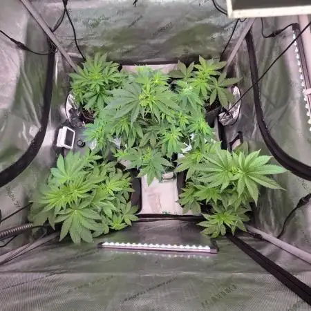 Chaos Grow die zweite