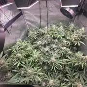 Dankberry, Frozen Black Cherry, Blue Che