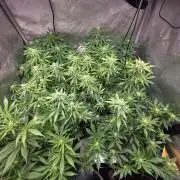 Chaos Grow die zweite