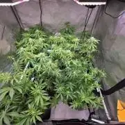 Chaos Grow die zweite