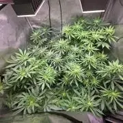 Dankberry, Frozen Black Cherry, Blue Che