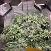 Dankberry, Frozen Black Cherry, Blue Che