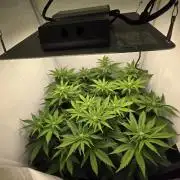Lemon Cherry Cookies Auto