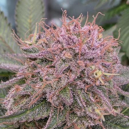 Imperium X, Gelato Dream