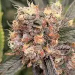 Wham Boom, Epic Buzz & Lemon Haze