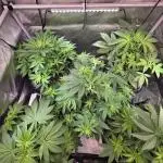 Chaos Grow die zweite