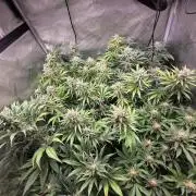 Chaos Grow die zweite