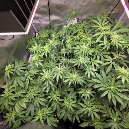 Chaos Grow die zweite