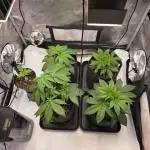 Chaos Grow die zweite
