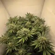 Lemon Cherry Cookies Auto