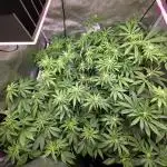 Chaos Grow die zweite