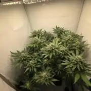 Lemon Cherry Cookies Auto
