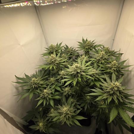 Lemon Cherry Cookies Auto