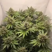 Lemon Cherry Cookies Auto