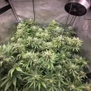 Chaos Grow die zweite