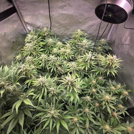 Chaos Grow die zweite