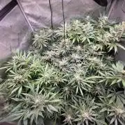 Dankberry, Frozen Black Cherry, Blue Che