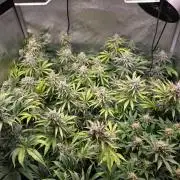 Chaos Grow die zweite