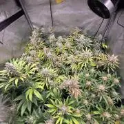 Chaos Grow die zweite