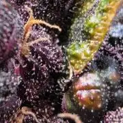 Imperium X Auto