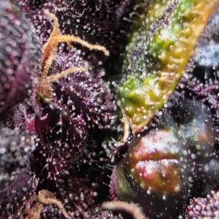Imperium X Auto