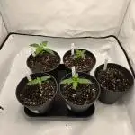Chaos Grow die zweite
